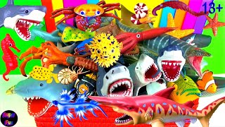 NEW Sea Animals  Sharks Whales Fish Shellfish Cephalopods Crustaceans Sea Turtles Rays 13 [upl. by Albur]