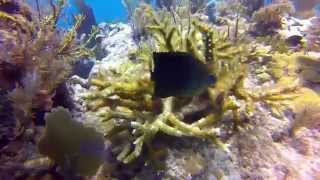 Three Spot Damselfish attacks the camera [upl. by Aletha]