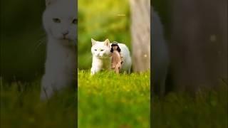 Comment whether its a cat or a bear jskchannel55 malikbrothers shortsvideo youtubeshorts akeem [upl. by Narot]