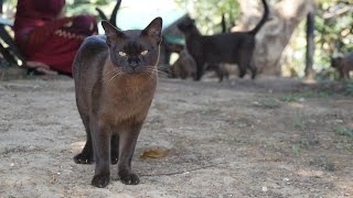 Reintroducing the Burmese cat to Burma [upl. by Pen130]