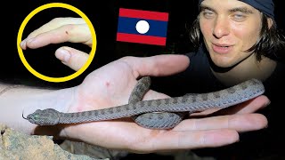 Bitten by a Pit Viper Herping Laos Ep1 [upl. by Motteo355]