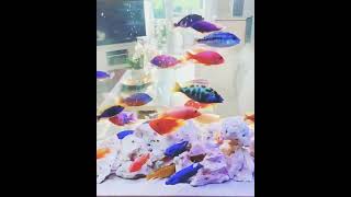 RAJAN AQUAFARM CICHLIDS KING MAKER TUTICORIN PH9486484789 WHATSAPP aquarium [upl. by Dey]