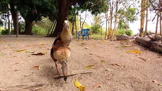 Ganso del Orinoco Neochen jubata ganso de monte o pato carretero Puerto Carreño Colombia [upl. by Derman]