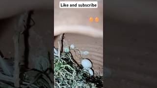 finches eggs  😍😍 trending viralshort youtubeshorts finches [upl. by Cahilly]