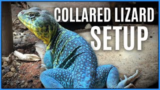 COLLARED LIZARD SETUP  Collared Lizard Vivarium  Collared Lizard Terrarium  Collared Lizard Cage [upl. by Berners]