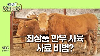 역전의부자농부 297회 최상품 한우 사육 사료 비법 [upl. by Amandy]