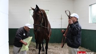 2017 Woodford Thoroughbred  Stallion Show [upl. by Oryaj]