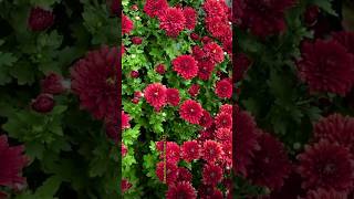 Red chrysanthemum flower flowers trending shorts reels [upl. by Ainehta431]