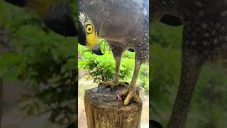 HawkLife Eaglelife Hawk Owl Wildlife Animal Dailyanimals Eagle wildlifedaily BirdLife [upl. by Carnahan]