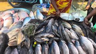 Hogenakkal Fish Market  Must visit place  Yummy Local River Fish [upl. by Hurlow]