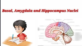 BrainBasal Nuclei Amygdala and Hippocampus Nuclei [upl. by Ethelin]