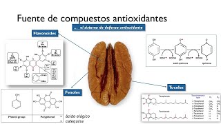 Nanomedicinas de tocoles y fenoles innovaciones en el tratamiento del cancer 🥜🔬 [upl. by Rehptsirhc929]