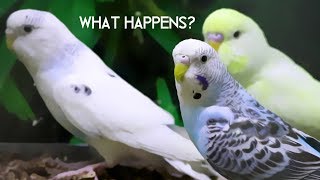 What happens to Budgies that dont get sold [upl. by Sisile]