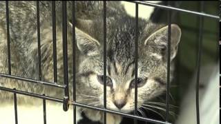 Spaying Neutering your pets [upl. by Ahsauqal610]