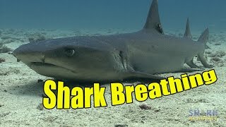 How Do Sharks Breathe  SHARK ACADEMY [upl. by Anaitsirhc469]