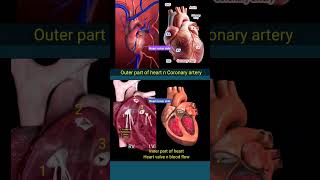 Heart anatomy l Inner and outer parts of heart l हार्ट shorts [upl. by Ralph]