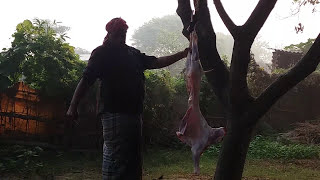 bekaar vines bakra eid  Kasai best funny video [upl. by Kendra]