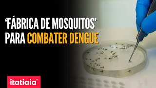 BIOFÁBRICA QUE VAI PRODUZIR MOSQUITOS PARA FREAR TRANSMISSÃO DE DENGUE PASSA POR INSPEÇÃO [upl. by Daffy]