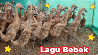 BEBEK  BEBEK BERENANG BERTELUR  LAGU BEBEK KWEK KWEK AYAMNYA KUKURUYUK  BEBEK LUCU NAIK SEPEDA [upl. by Anaek]