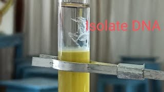 Isolation of DNA from Banana [upl. by Gadmann320]