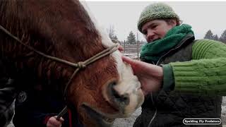 What is Equine Colic and How To Prevent a Horse from Colicing [upl. by Eelytsirk]