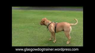 Serge Dogue de Bordeaux 7 months [upl. by Arreyt604]