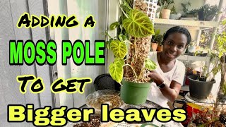 Repotting my Philodendron Verrucosum and adding moss pole  Using a cheap Amazon moss pole [upl. by Ber]