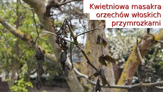 Kwietniowa masakra orzechów włoskich przymrozkami Czy w tym sezonie będą orzechy A inne rośliny [upl. by Ziana]