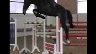 SOLD wwwsporthorsesonlinecom 2003 KWPN mare top amateur rider horse [upl. by Benito619]