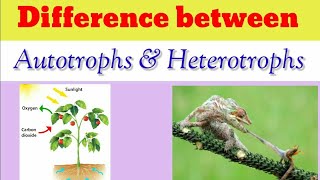 Difference between Autotrophs amp Heterotrophs  Autotrophs and Heterotrophs shorts knowledgeispower [upl. by Bertina]