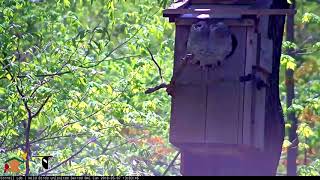 Two Owlets Perch On Nest Box Entrance – May 7 2018 [upl. by Thane79]