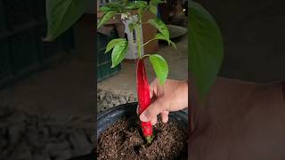 How to grow chilies plant from seeds Growing Chilies peppers from seeds [upl. by Atinel]