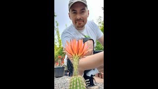 S1 E86 How To Pollinate a Cactus Flower Trichocereus  Echinopsis [upl. by Anod180]