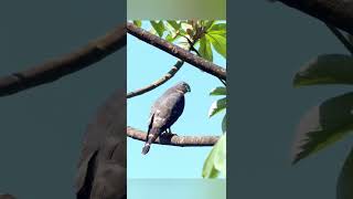 DoubleToothed Kite Perched On Tree  Save Birds Shorts Short shortvideo shortsvideo viral [upl. by Quenby535]