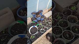 Survived Dogwood Winter  2024 Garden Season is Underway shorts greenhouse permaculture seeds [upl. by Gabbey]