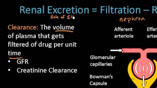 Renal Excretion of Drugs  Pharmacokinetics Lect 13 [upl. by Ezekiel]