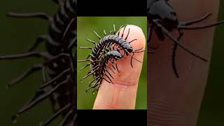 Small danger insects on hand cute babyanimal [upl. by Issak]