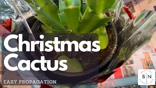 How to easily propagate the Christmas Cactus Zygo cactus from Cuttings [upl. by Adlemi420]