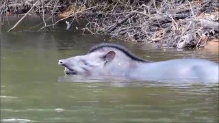 Lowland tapir with calf along the Rewa River Guyana [upl. by Shakespeare457]