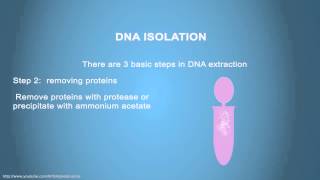 DNA ISOLATION  Simple Animated Tutorial [upl. by Olaznog802]