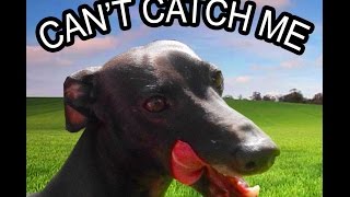 Italian Greyhound being chased running laps at Qualicum Beach dog park [upl. by Eirrok]