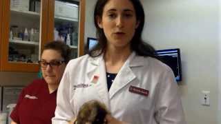 Deslorelin implant hormone therapy to treat adrenal disease in ferrets [upl. by Rehpotirhc]