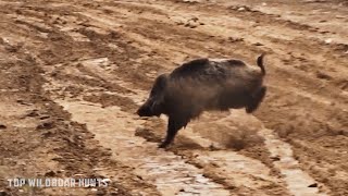 TOP 100 DEVASTATING SHOT Incredible wild boar hunt FIGHTING PESTS [upl. by Madson]