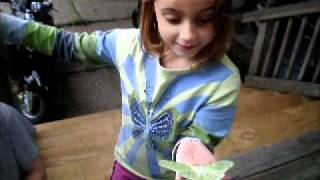 Luna Moth Actias luna Chloe finds a rare Luna Moth [upl. by Yesnikcm817]