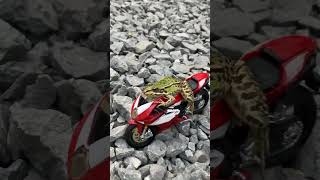 FROG ON MOTORCYCLE  Catch a funny frogs  jumping frogs for fun [upl. by Misty370]