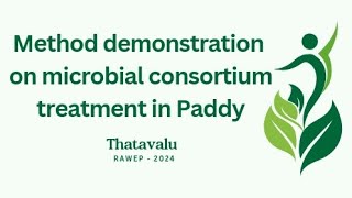 Microbial consortium treatment in Paddy uasb gkvk rawe paddy [upl. by Eedissac]