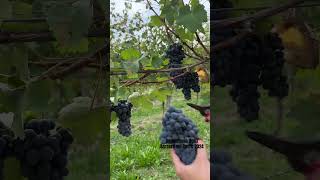 Vendemmia della Barbera nel Roero nel 2024  Castellinaldo d’Alba  Cravanzola vini [upl. by Eitsrik]