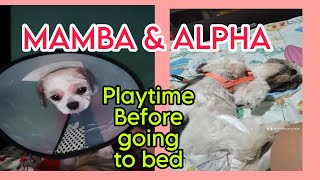 Mamba And Alpha Playtime Before Bed By Melba Areja [upl. by Aneela]