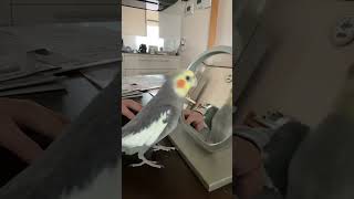 独特な意思疎通🤣インコ オカメインコ [upl. by Aisanahta]