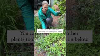 How To Prune Back Catmint To Get More Flowers [upl. by York322]